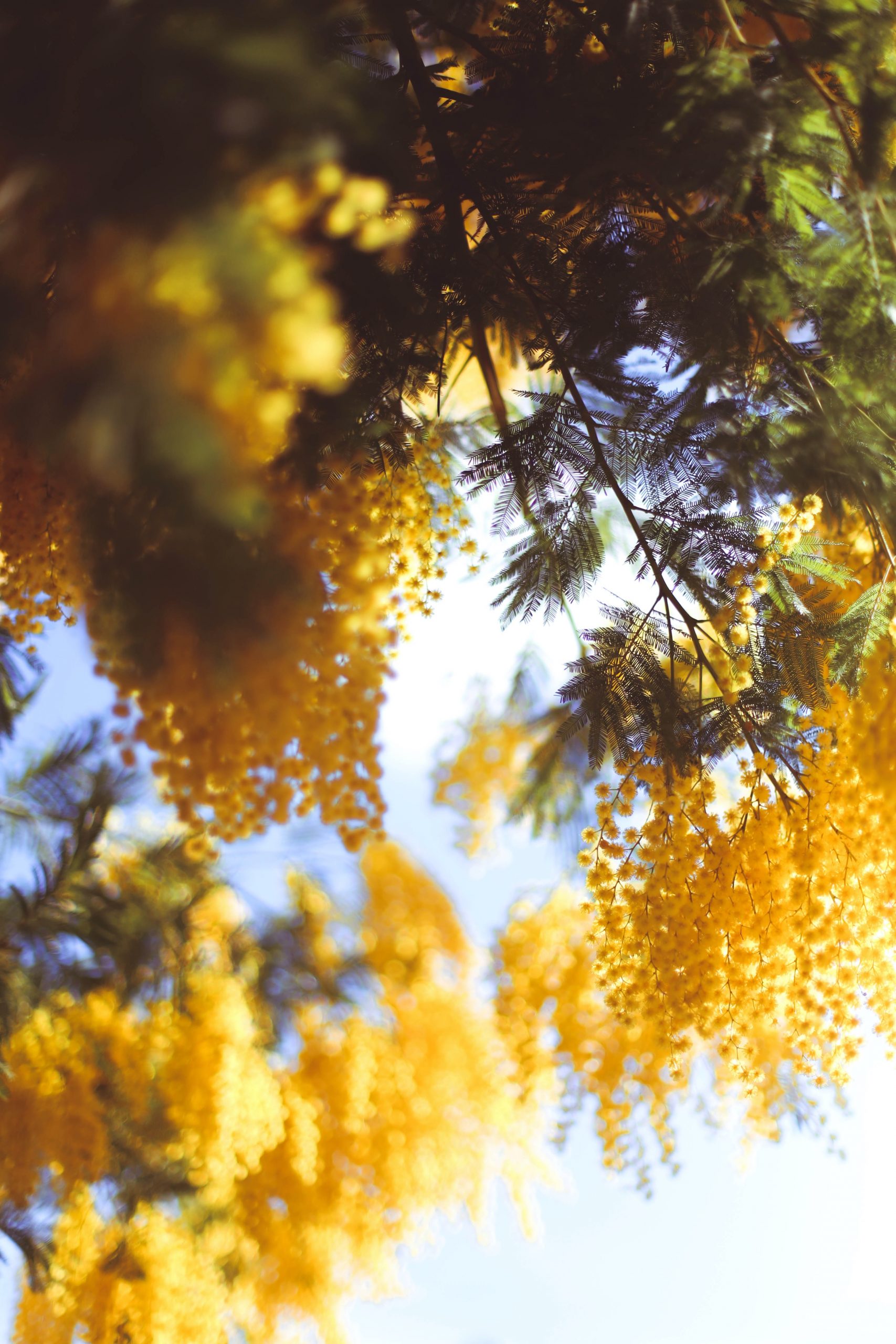 Mimose e la festa della donna – storia, simbologia e curiosità.